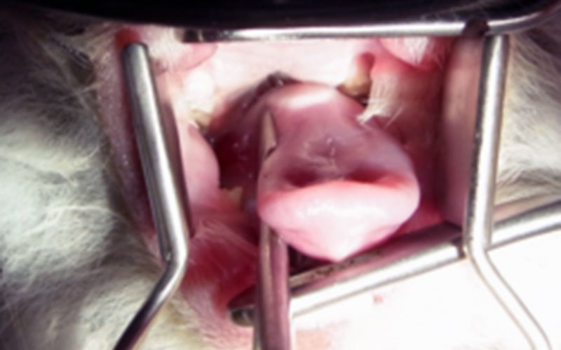臼歯の不正咬合 施術前2