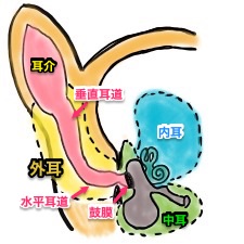 犬や猫の耳の構造について 犬の外耳炎は慢性化するとなかなか治らない病気です 耳を掻く こする 臭う 耳垢減らないは要注意 早めに対策してあげましょう 宮城県 仙台市のアレックス動物病院
