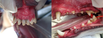 口鼻瘻管 犬や猫の鼻から鼻水や鼻血がでる それは 歯が原因かもしれません 宮城県 仙台市のアレックス動物病院