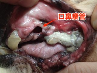 口鼻瘻管 犬や猫の鼻から鼻水や鼻血がでる それは 歯が原因かもしれません 宮城県 仙台市のアレックス動物病院