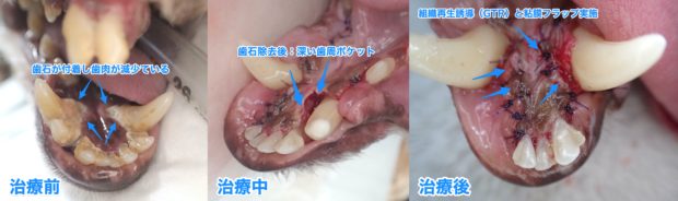 犬や猫の歯石の放置は危険です 下顎なら骨折の恐れもあります 宮城県 仙台市のアレックス動物病院